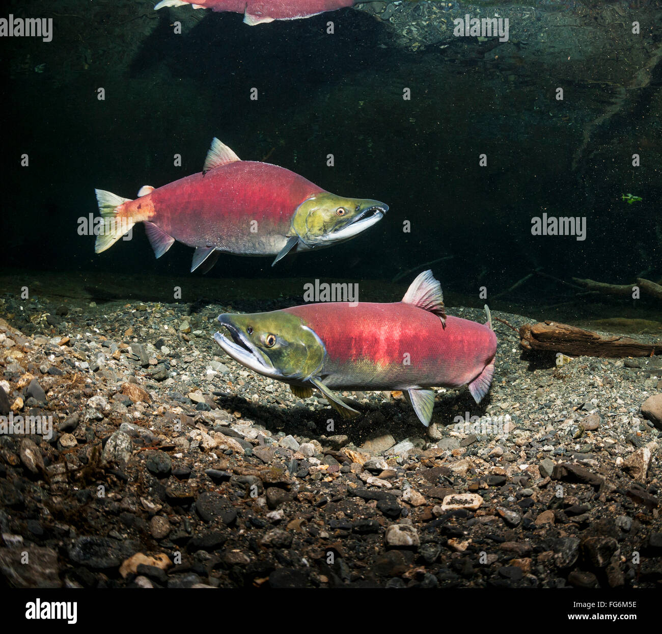 Sockeye Lachs (Oncorhynchus Nerka) paar in einem Alaskan Stream im Frühsommer laichen. Stockfoto