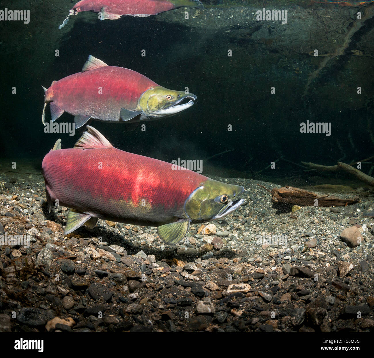 Sockeye Lachs (Oncorhynchus Nerka) paar in einem Alaskan Stream im Frühsommer laichen. Stockfoto