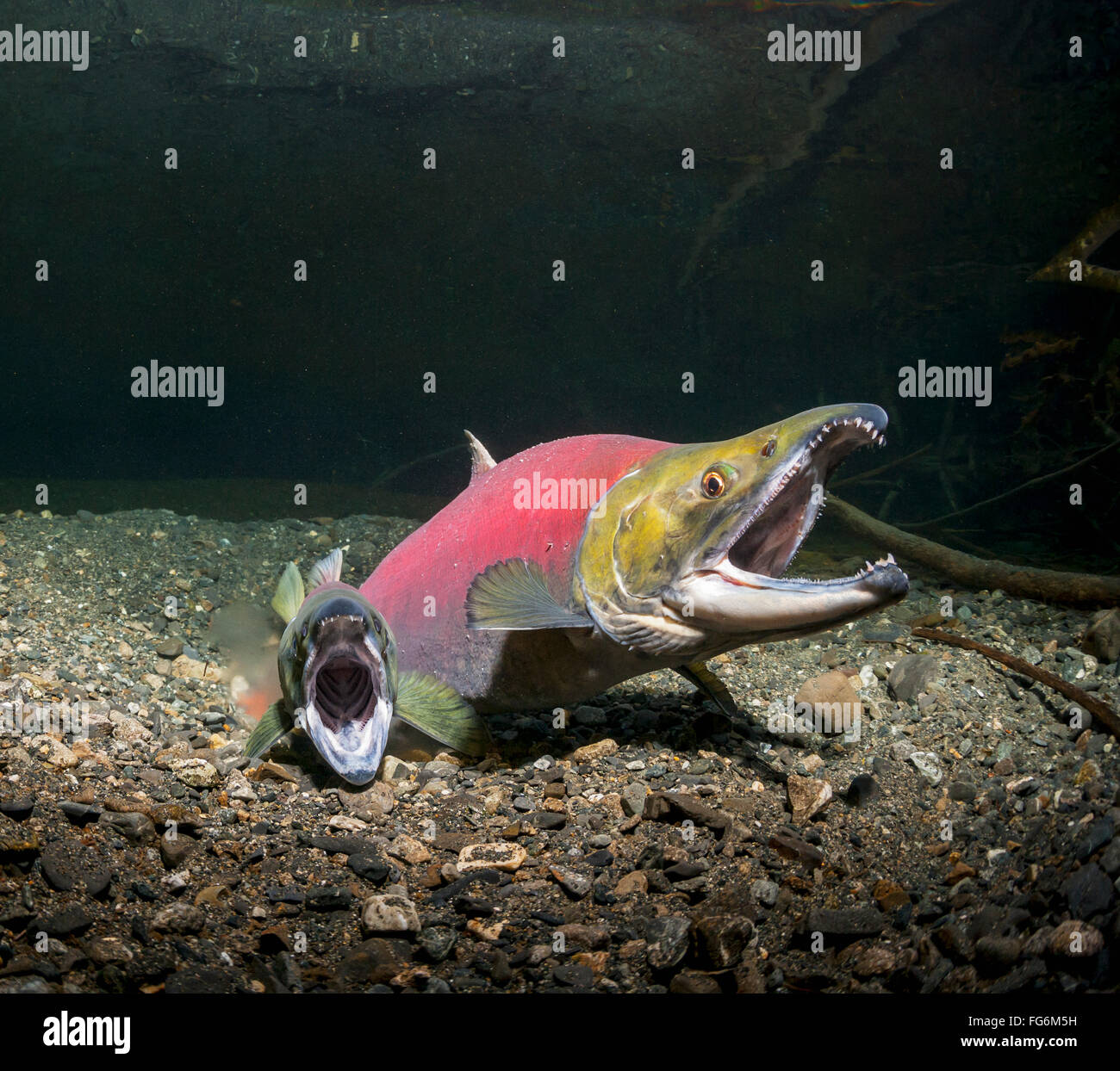 Sockeye Lachs (Oncorhynchus Nerka) in einem Alaskan Stream im Frühsommer laichen. Stockfoto