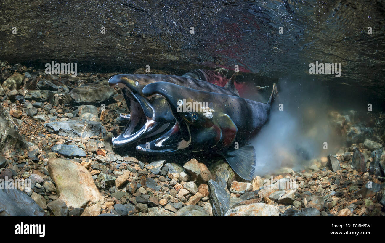 Silberlachs (Oncorhynchus Kisutch) in der Tat der Laich in eine Alaska-Stream im Herbst. Stockfoto