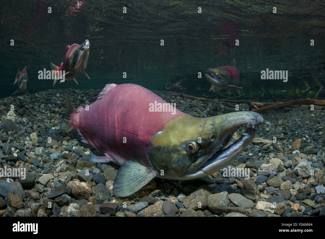 Sockeye Lachs (Oncorhynchus Nerka) alpha Männchen hält schützt redd von Wettbewerbern durch "hocken" auf redd, Yunan Alaska Stockfoto