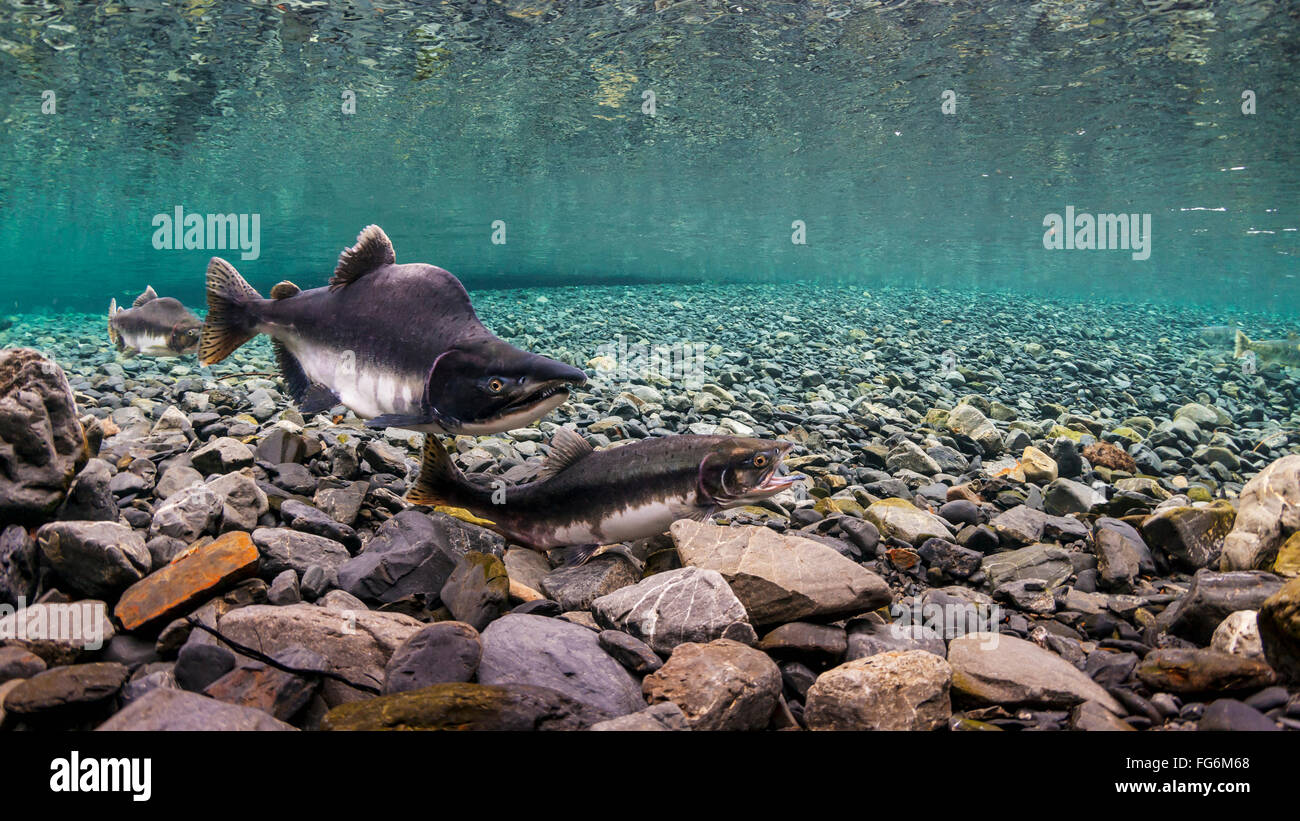 Buckellachs (Oncorhynchus Gorbuscha) Sonden ihr redd während ihrer alpha männlichen Wachen in einem Stream von Alaska im Sommer. Stockfoto