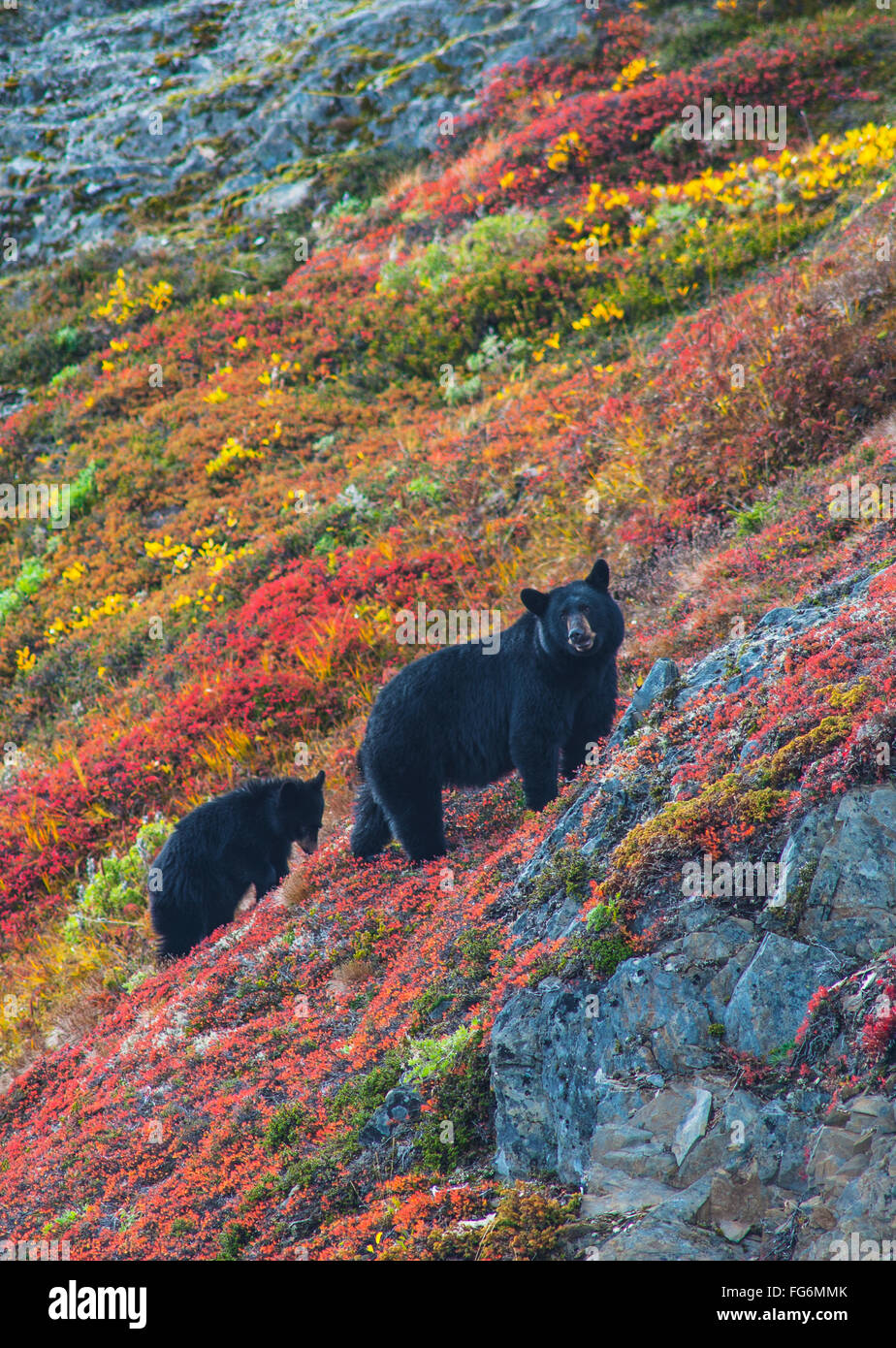 Schwarzer Bär Sau (Urus Americanus) mit ihr junges auf einem bunten Hügel im Herbst in der Nähe von Exit-Gletscher, Kenai Fjords National Park, Yunan Alaska Stockfoto