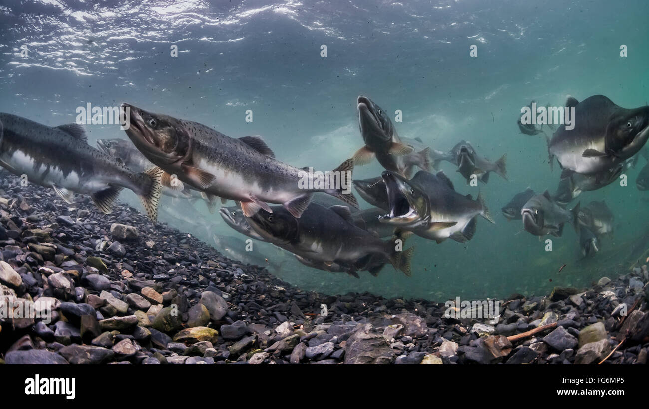 Buckellachs (Oncorhynchus Gorbuscha) Sommer Laichwanderung in einem Nebenfluss des Prince William Sound, Alaska. Stockfoto