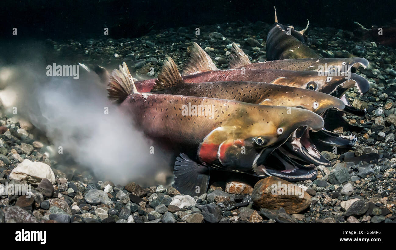 Silberlachs (Oncorhynchus Kisutch) in der Tat der Laich in eine Alaska-Stream im Herbst. Stockfoto