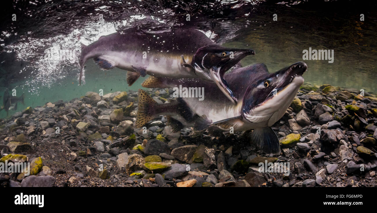 Ein Buckellachs (Oncorhynchus Gorbuscha) alpha-Männchen wird während des Sommers von ein Herausforderer in einem Alaskan intertidal Stream angegriffen. Stockfoto