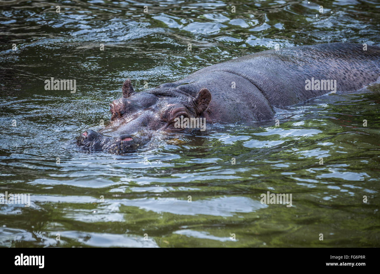 Gemeinsamen Flusspferd Hippopotamus Amphibius Schwimmen Im