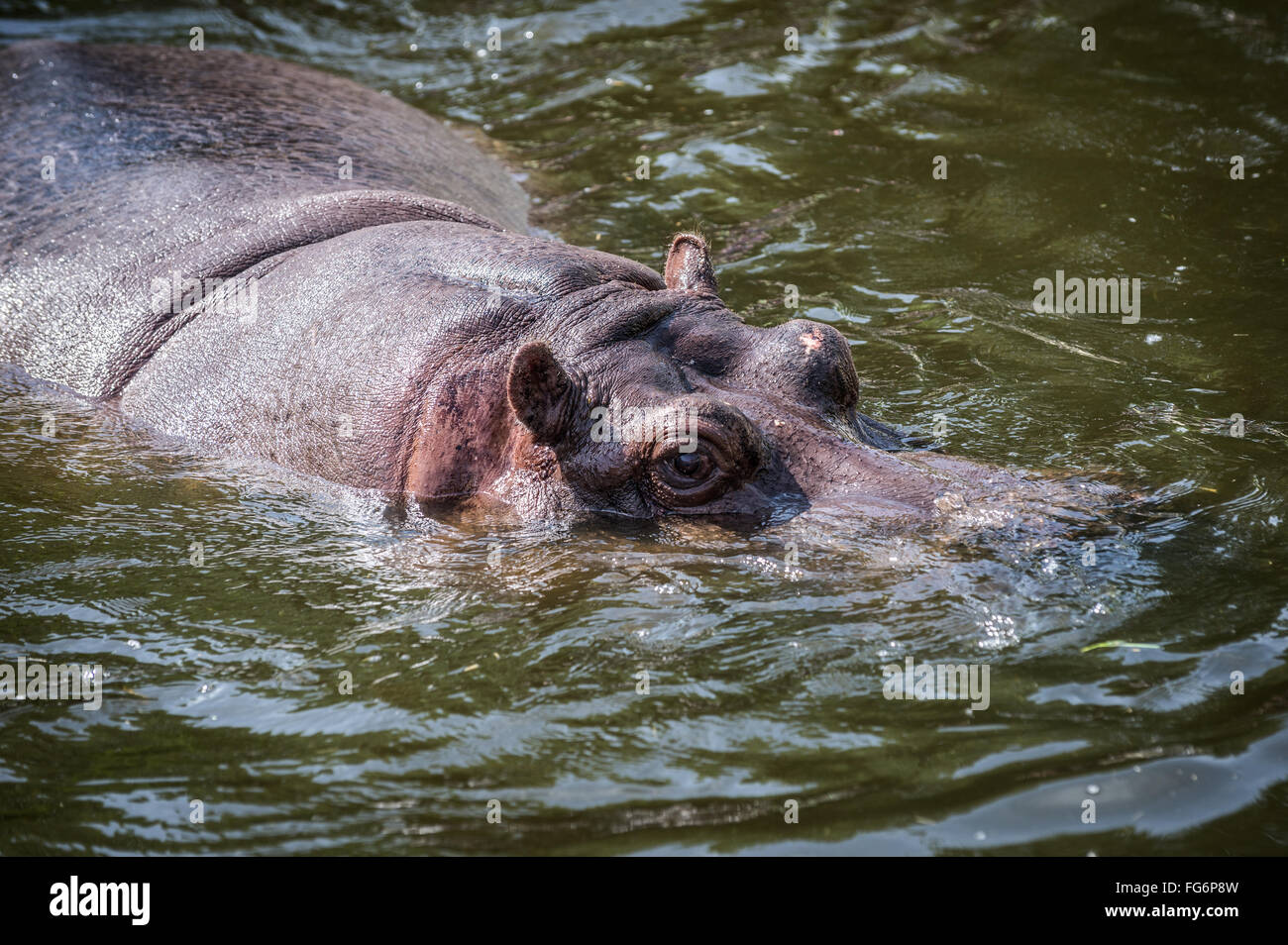 Gemeinsamen Flusspferd Hippopotamus Amphibius Schwimmen Im