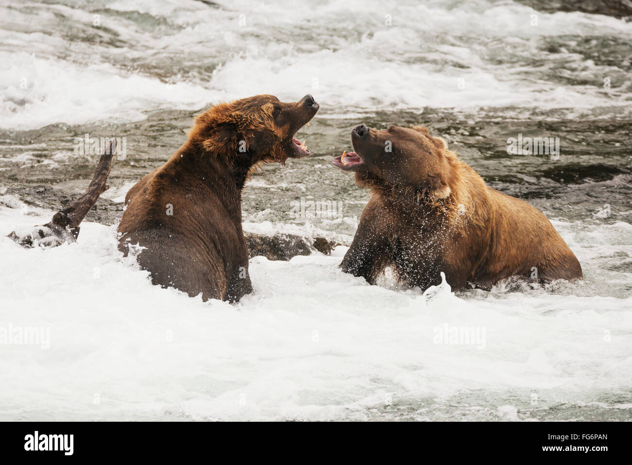 Zwei Braunbären (Ursus Arctos) brüllen sich gegenseitig neben ein Protokoll in den flachen Stromschnellen des Brooks River, Alaska, USA Stockfoto