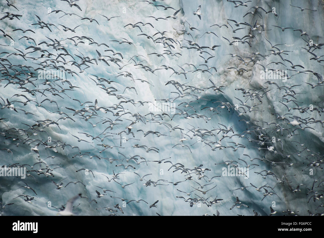 Masse der Dreizehenmöwen vorbeifliegen Eis Klippe; Spitzbergen, Svalbard, Norwegen Stockfoto