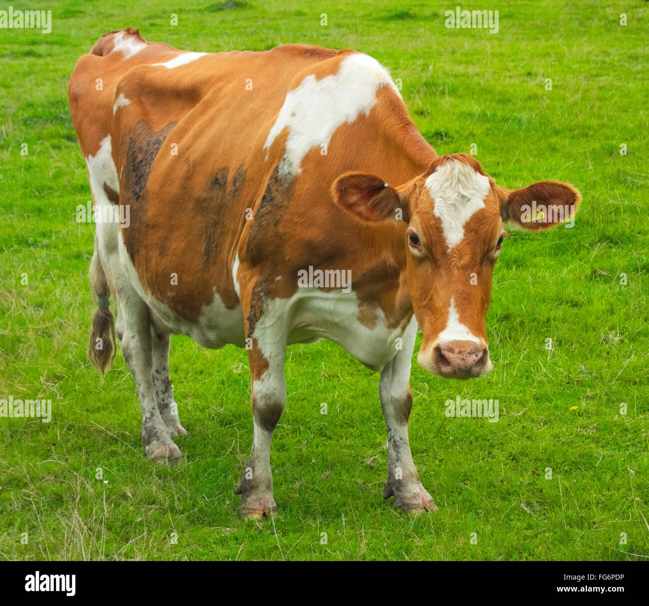 Guernsey-Kuh auf Dartmoor, Devon, UK Stockfoto