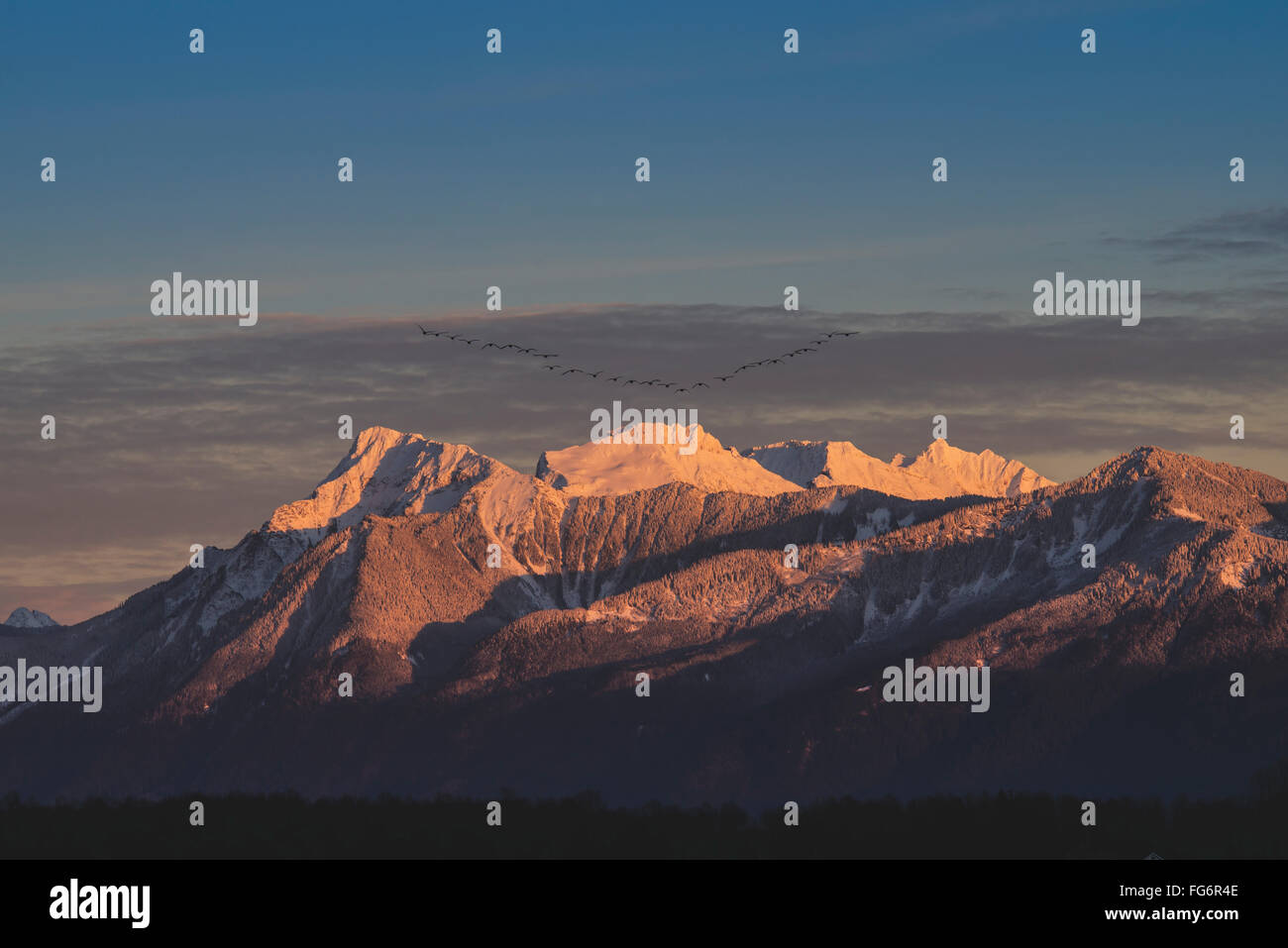 Kanadagans (Branta Canadensis) in ihre V-Formation in Richtung Mount Cheam im Fraser Valley fliegen; British Columbia, Kanada Stockfoto