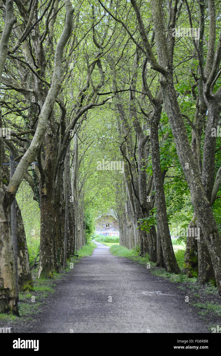 Zu Fuß Weg Straße zwischen grünen Platanen-Baum Stockfoto