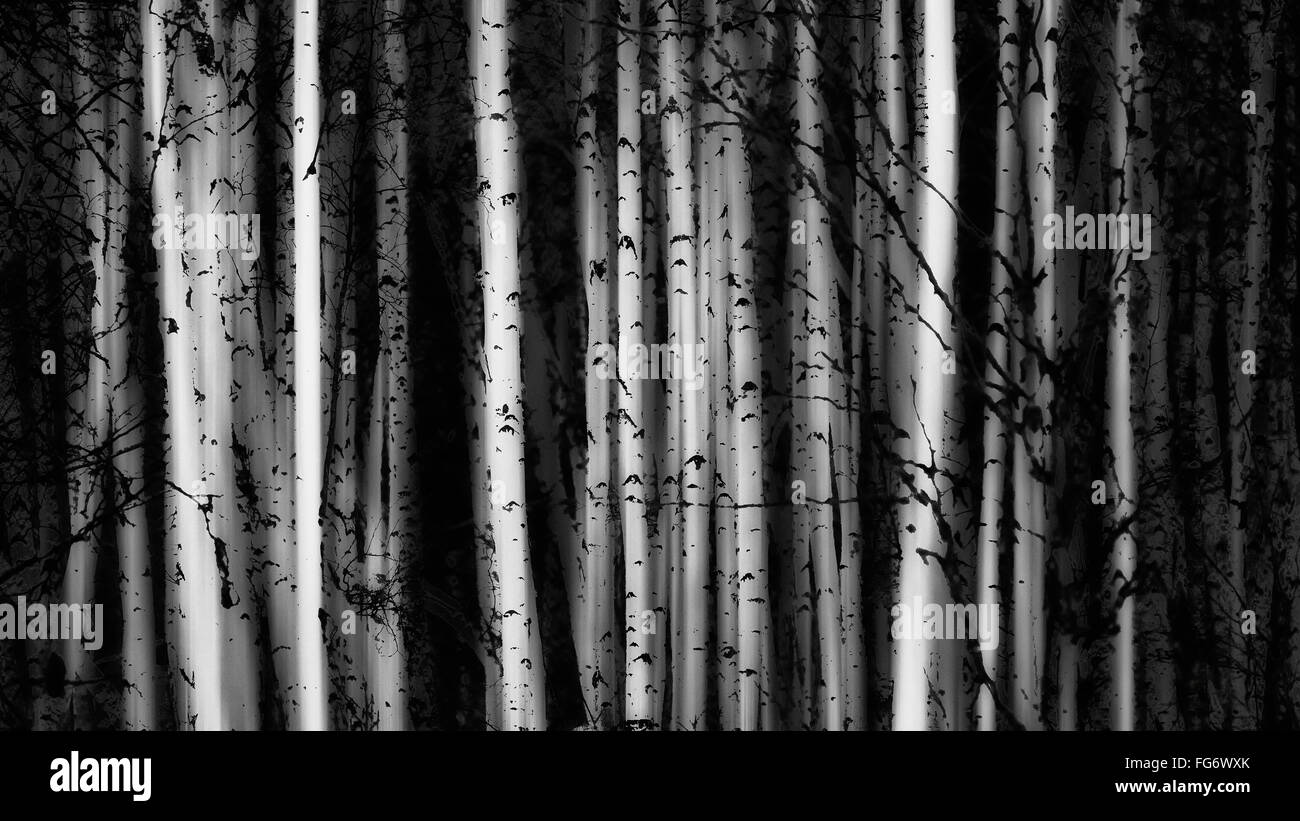 Wald aus Birken; Alberta, Kanada Stockfoto