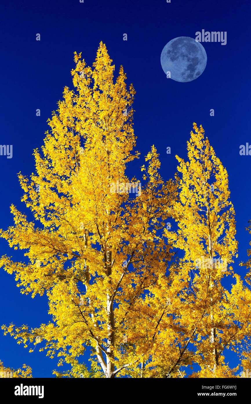 Helle, farbenfrohe Espe Bäume im Herbst mit großen Vollmond und blauer Himmel; Calgary, Alberta, Kanada Stockfoto