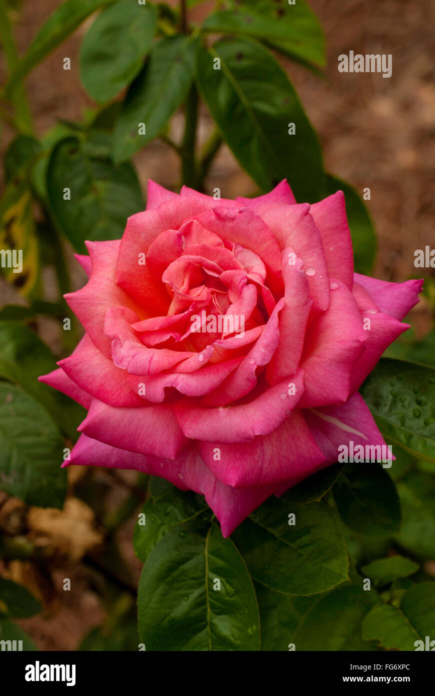 Rose, Rosa, CHICAGO Frieden Stockfoto