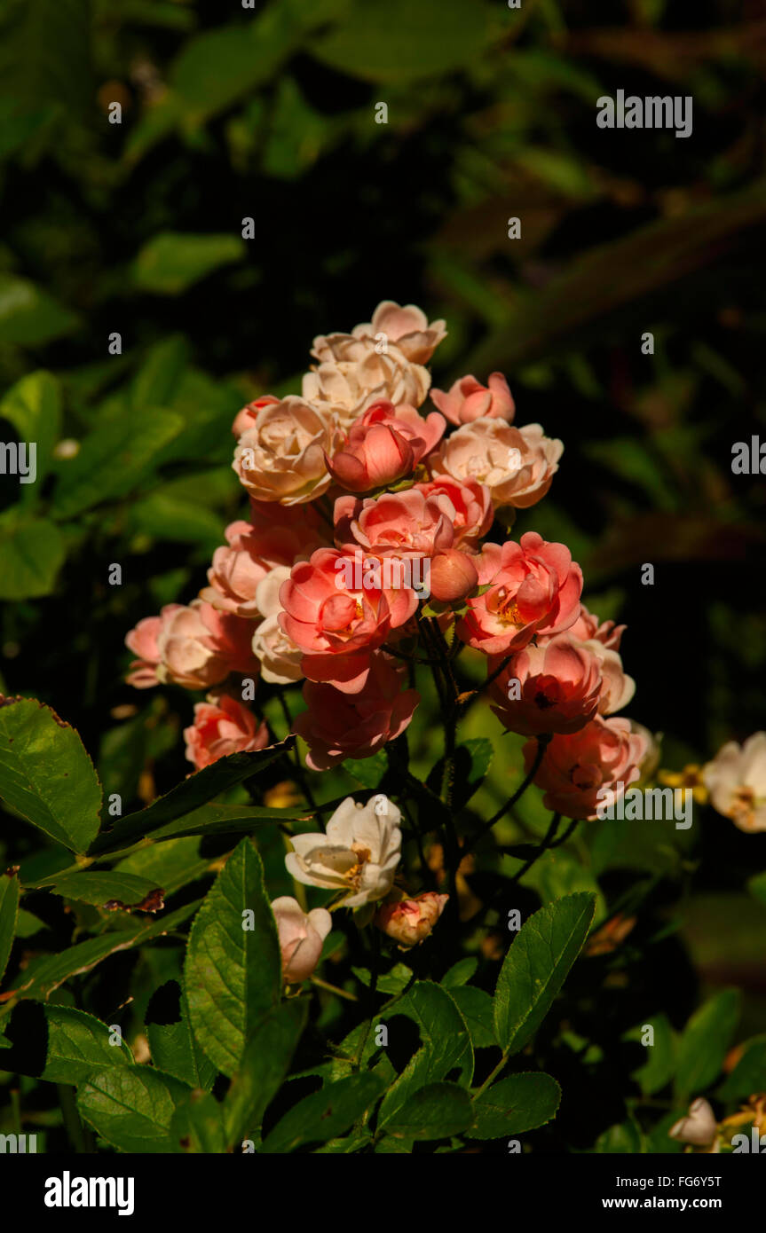 Rose, Rosa, Koralle MEIDILAND Stockfoto