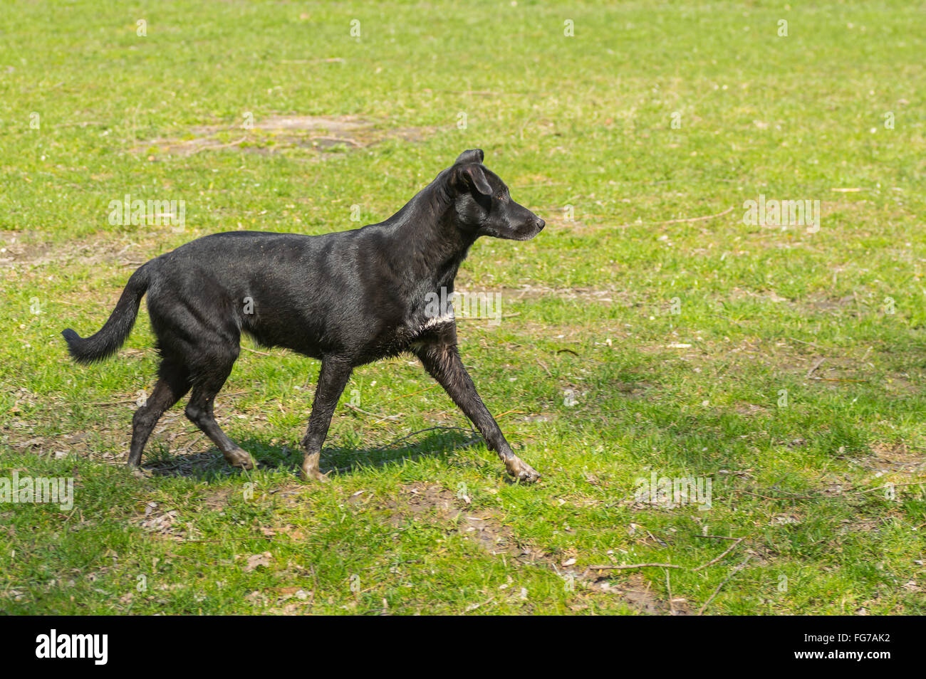 Trabender Hund Stockfotos und -bilder Kaufen - Alamy