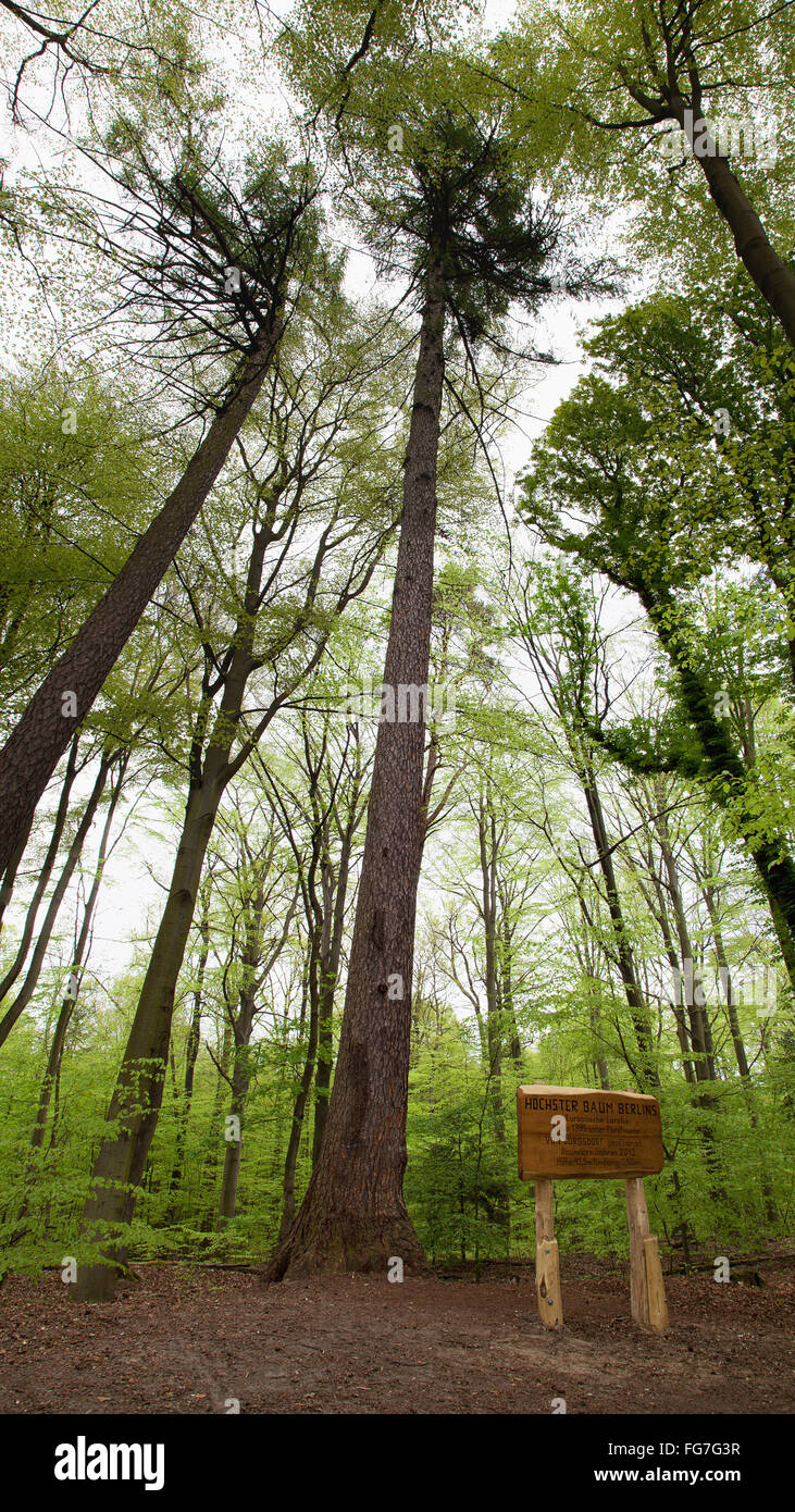 Berlin höchste Baum Stockfoto