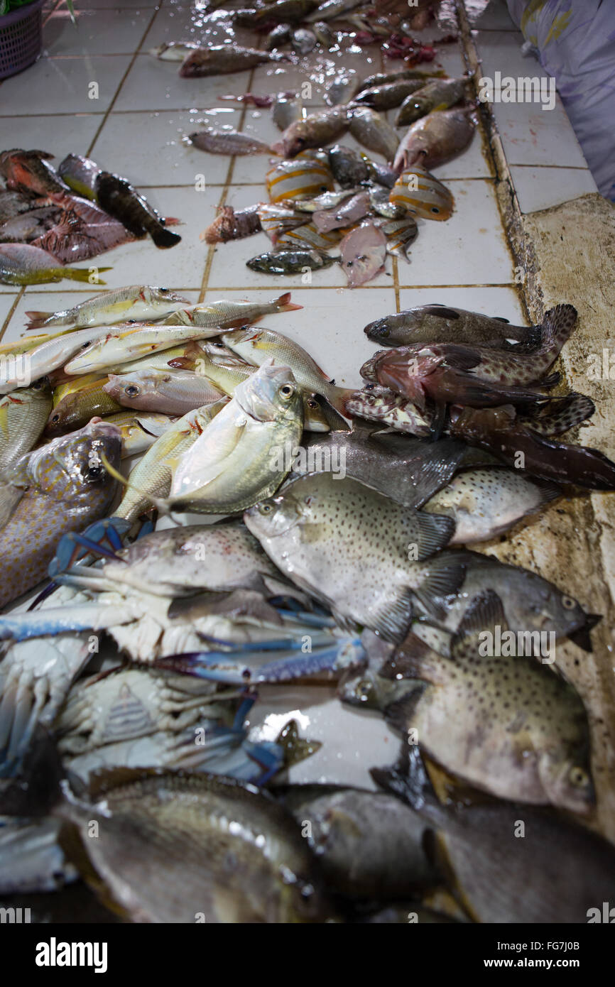 Kleine Riff-Fische zum Verkauf innerhalb der CO2-Markt befindet sich im Zentrum von Cebu City, Philippinen. Stockfoto