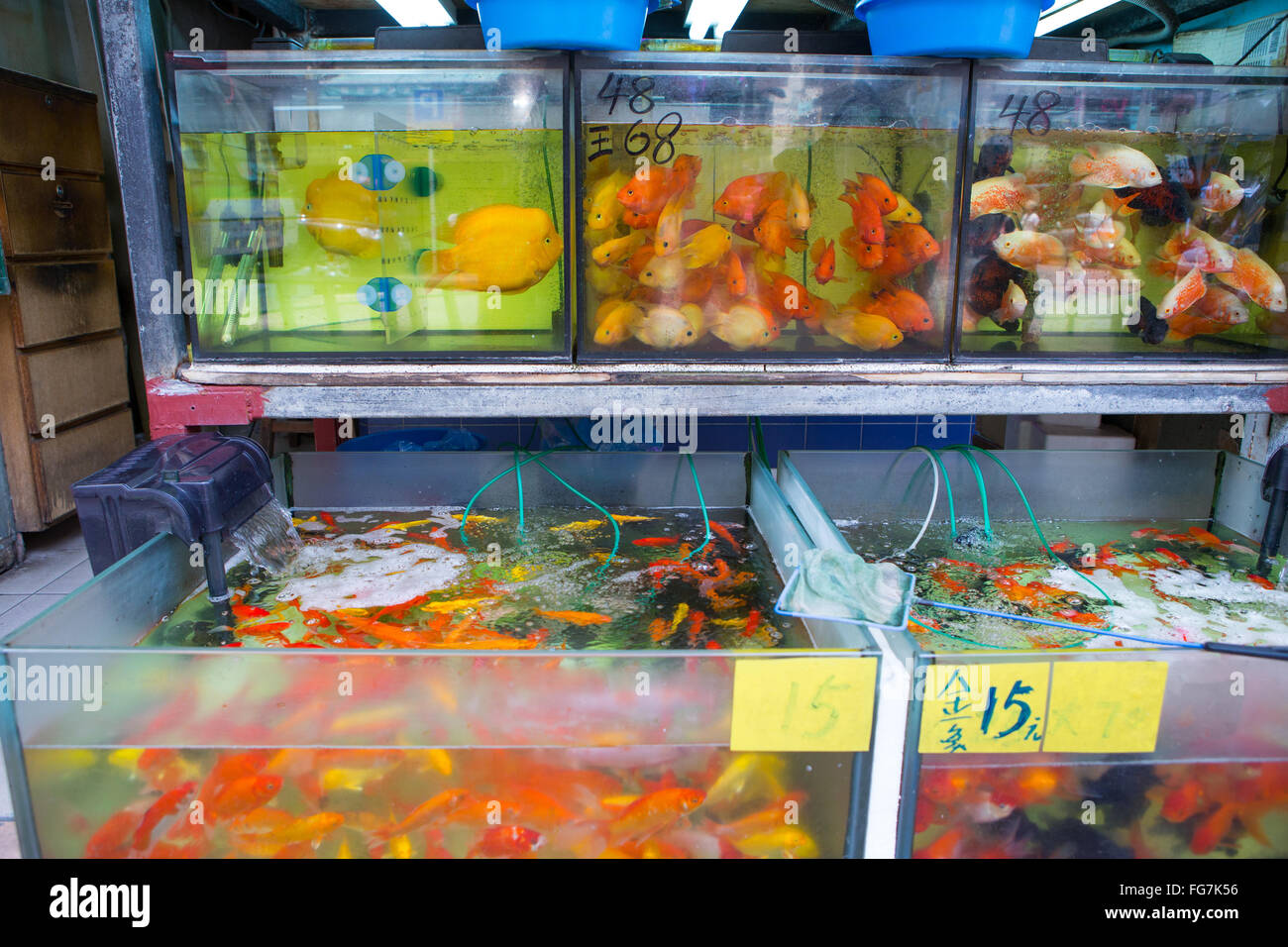 Hong Kong Fischmärkte Stockfoto