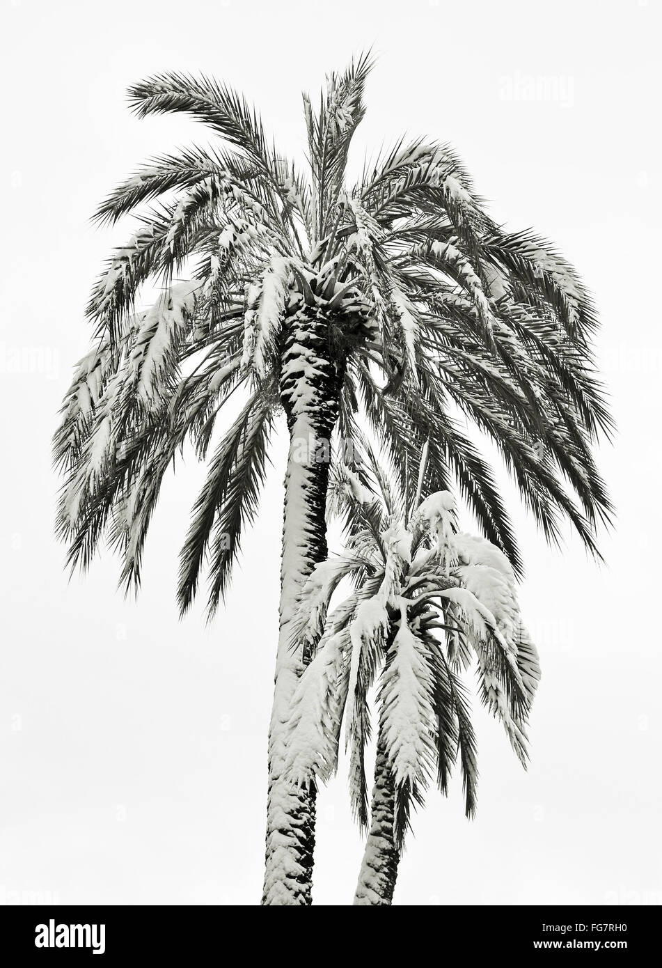 zwei Palmen unter Schnee auf weißem Hintergrund Stockfoto