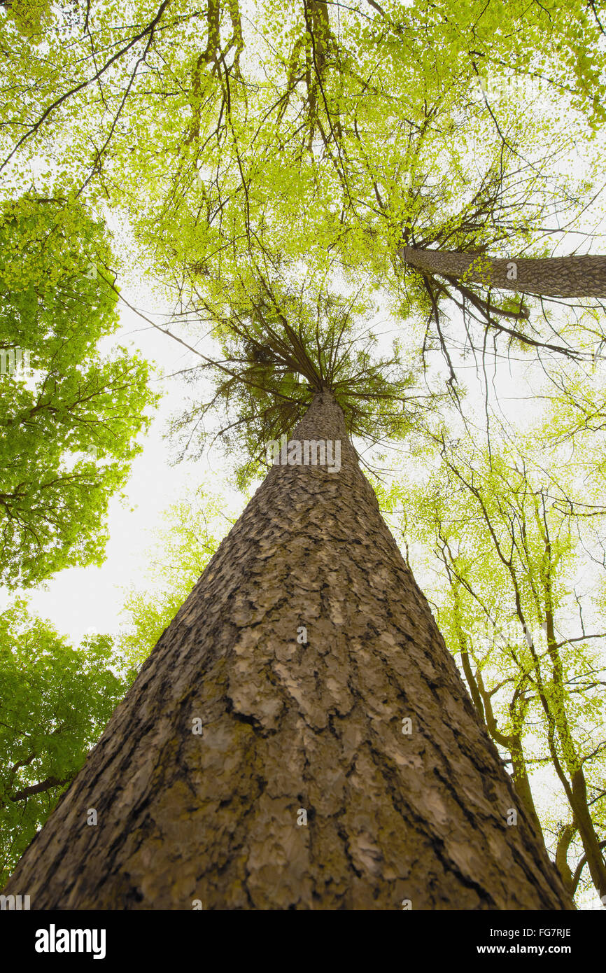 Berlin höchste Baum Stockfoto