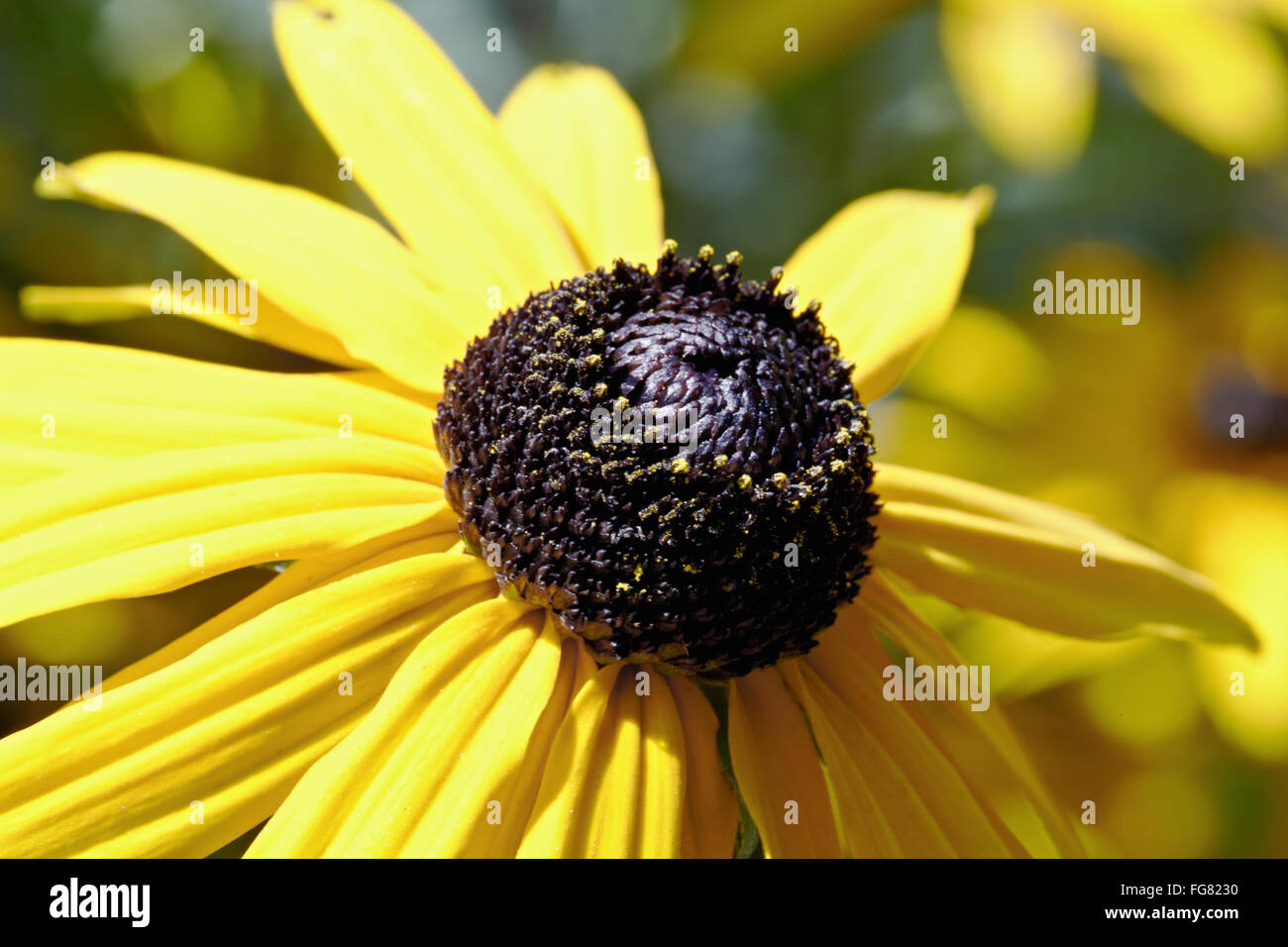 Rudbeckia Stockfoto