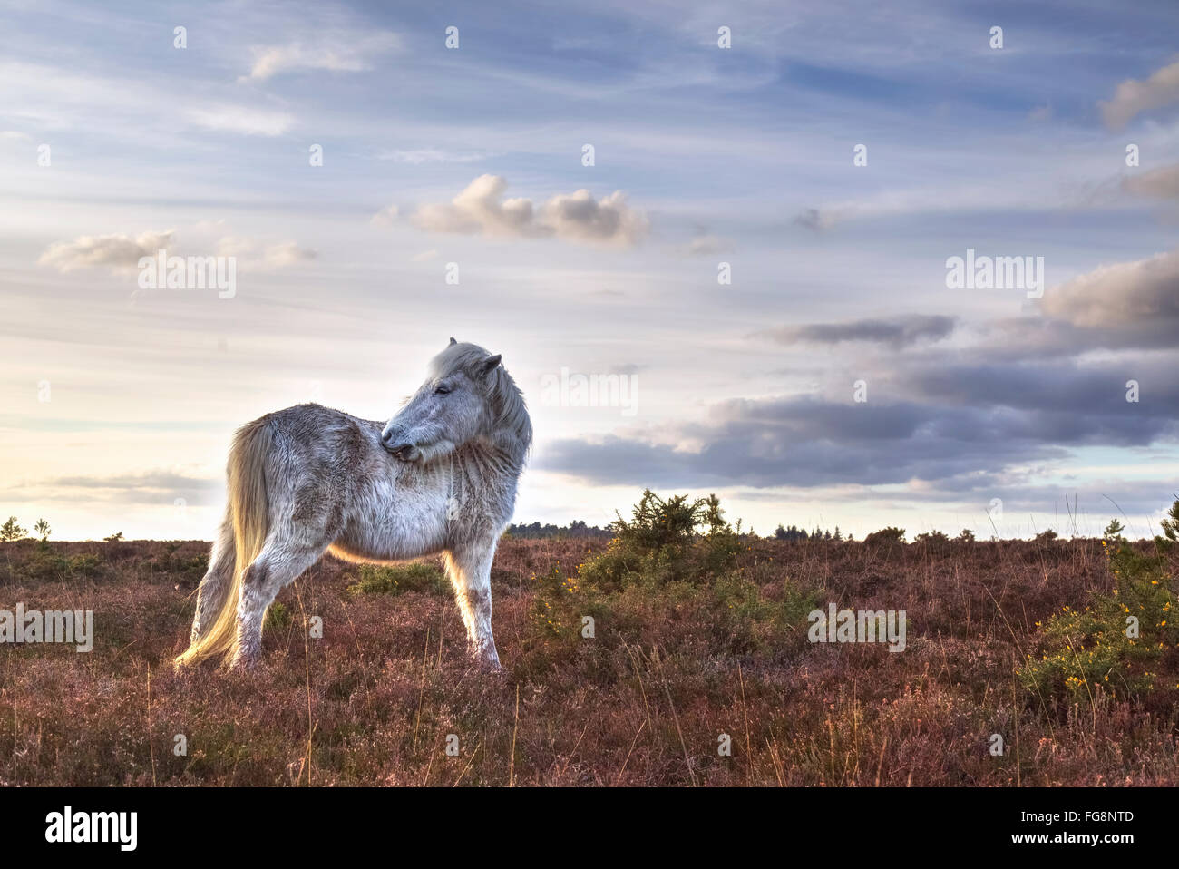 Pony im New Forest am Beil Teich, Beaulieu, Hampshire, England, UK Stockfoto