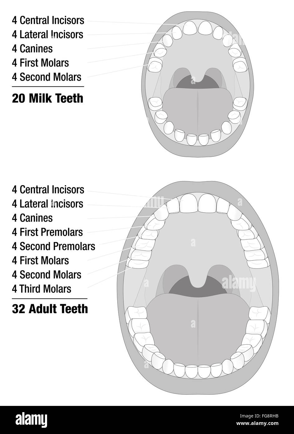 Milchzähne - Erwachsenenzähne - Vergleich der temporären Zähne eines Kindes und bleibenden Zähnen von einem Erwachsenen natürlichen Gebiss. Stockfoto