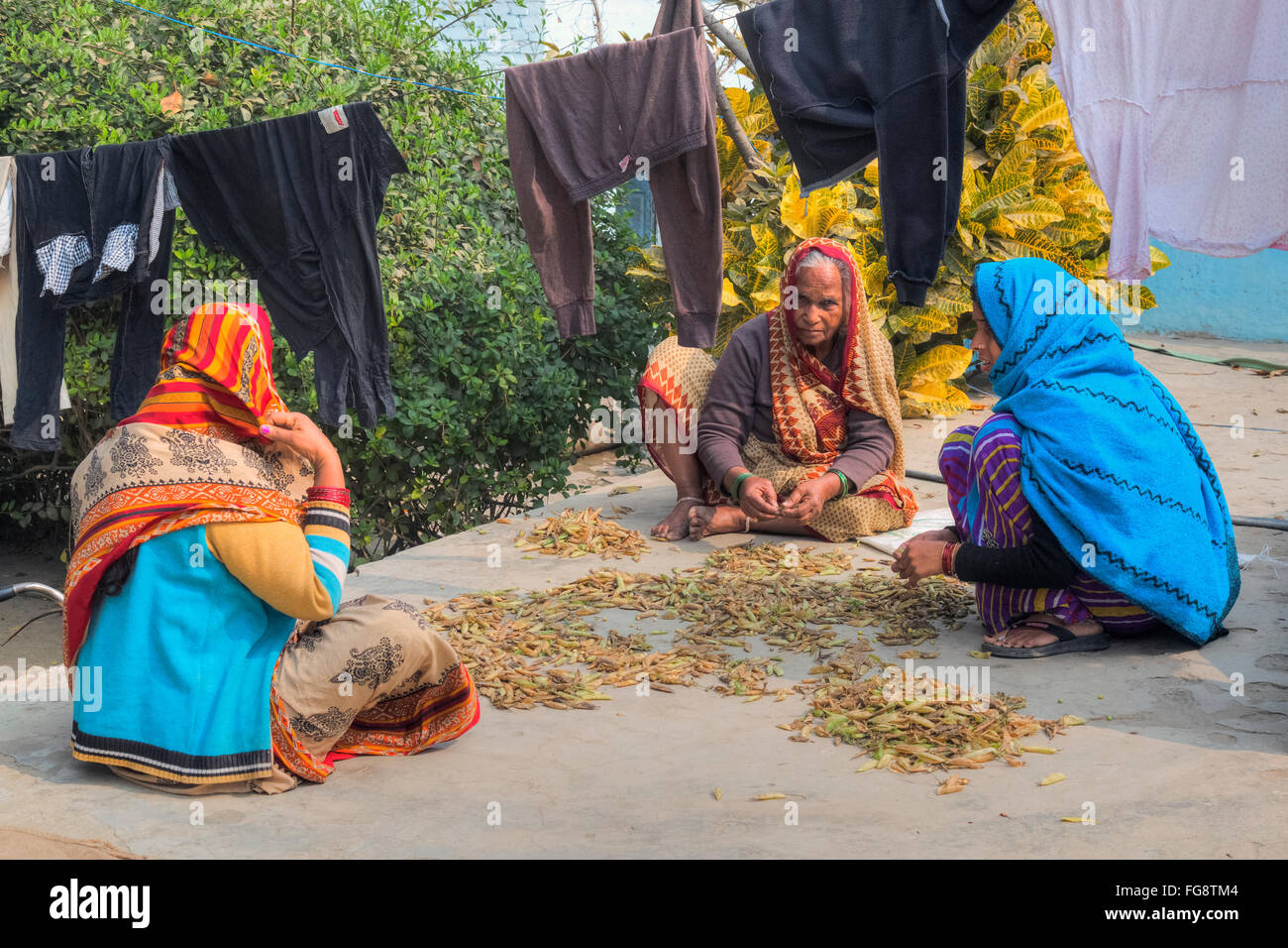 Frauen schälen Erbsen auf der Straße in Varanasi, Uttar Pradesh, Indien Stockfoto