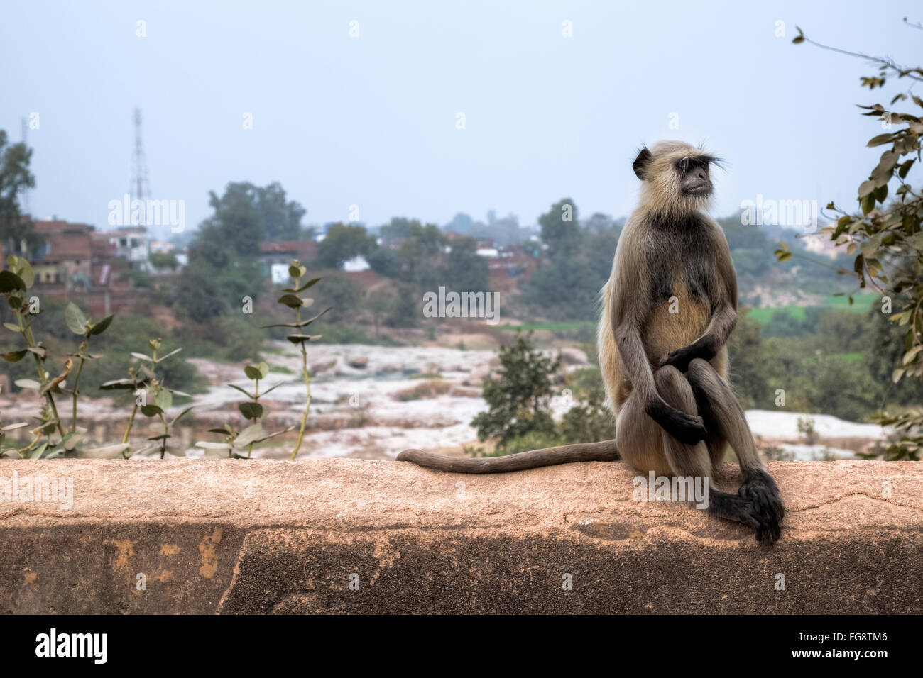 wilde Languren-Affen in Orchha, Madhya Pradesh, Indien, Südasien Stockfoto