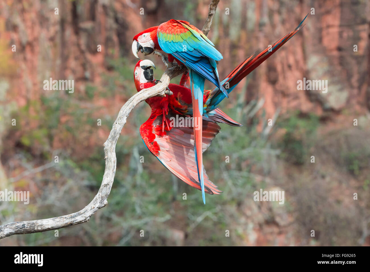 Verspielte Rot-Grüne Aras (Ara Chloropterus), Burraco Das Araras, Mato Grosso do Sul, Brasilien Stockfoto