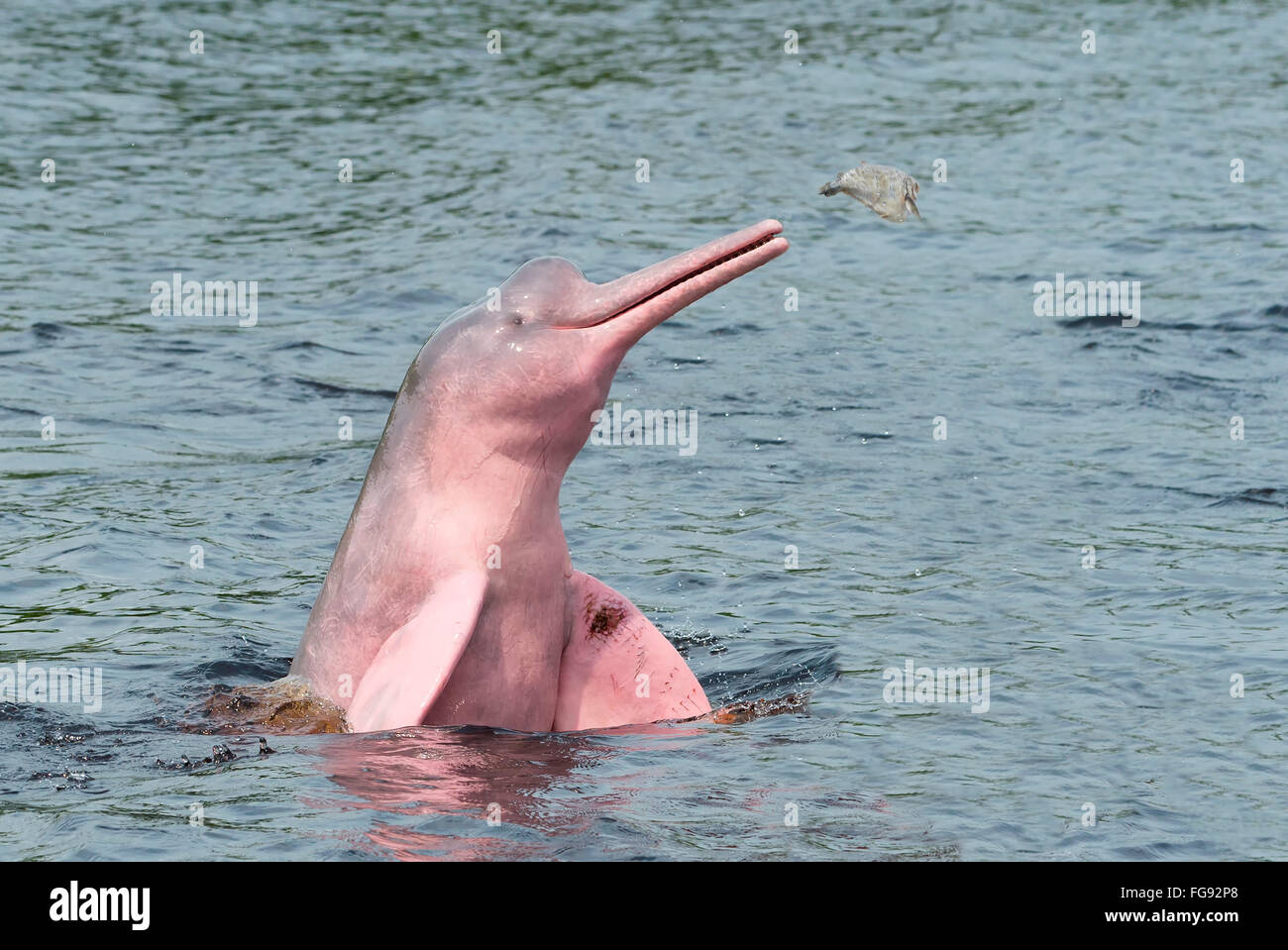 Rosa delphin -Fotos und -Bildmaterial in hoher Auflösung – Alamy