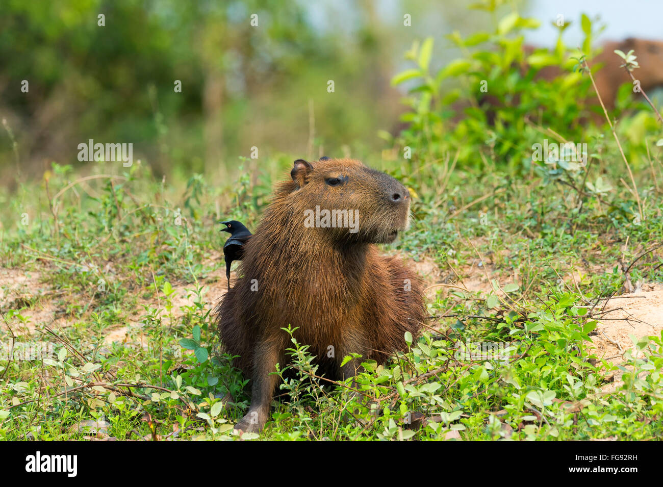 Capybara (Hydrochaeris Hydrochaeris) schwarz-capped Donacobius (Donacobius Atricapilla) auf Rückseite Pantanal Mato Grosso, Brasilien Stockfoto