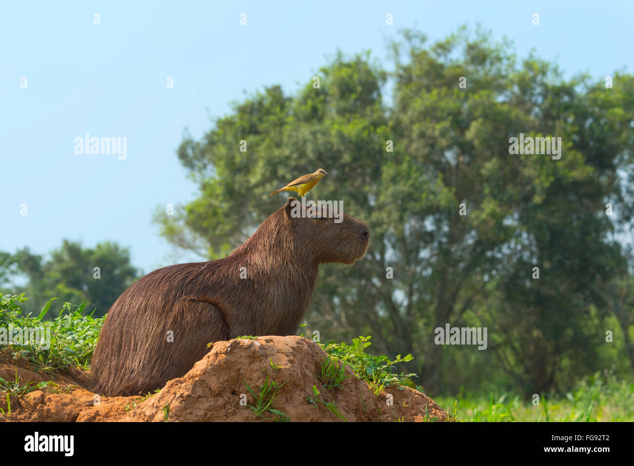 Capybara mit Cuvier Kingbird (Tyrannus Albogularis), Pantanal, Mato Grosso, Brasilien Stockfoto