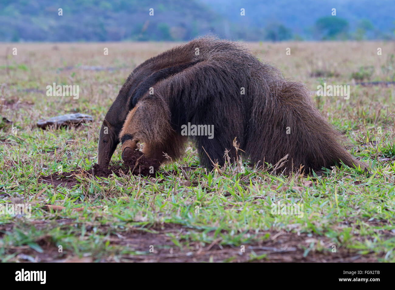 Gigantische Ameisenbär (Myrmecophaga Tridactyla) auf Nahrungssuche und Fütterung in Termite Mound, Mato Grosso, Brasilien Stockfoto