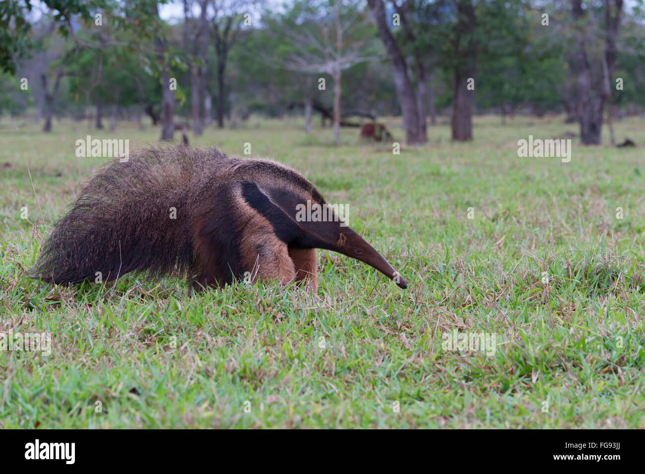 Großer Ameisenbär (Myrmecophaga Tridactyla), Mato Grosso, Brasilien Stockfoto