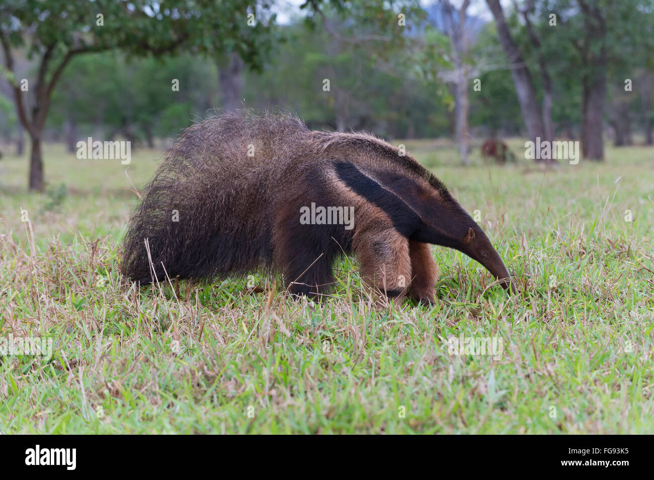 Großer Ameisenbär (Myrmecophaga Tridactyla), Mato Grosso, Brasilien Stockfoto