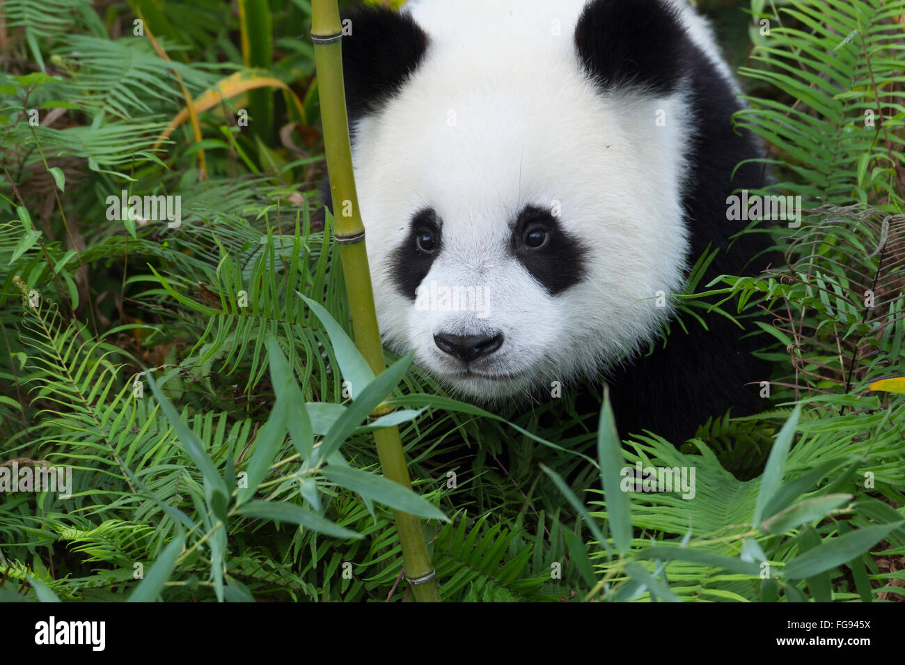 Zwei Jahre alter Junge Giant Panda, China Conservation and Research Centre für die großen Pandas, Chengdu, Sichuan, China Stockfoto