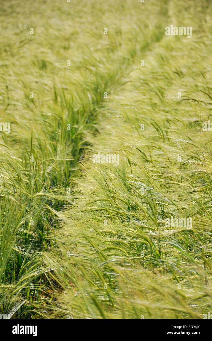 Weg durch ein Feld von Weizen im Hochsommer. Stockfoto