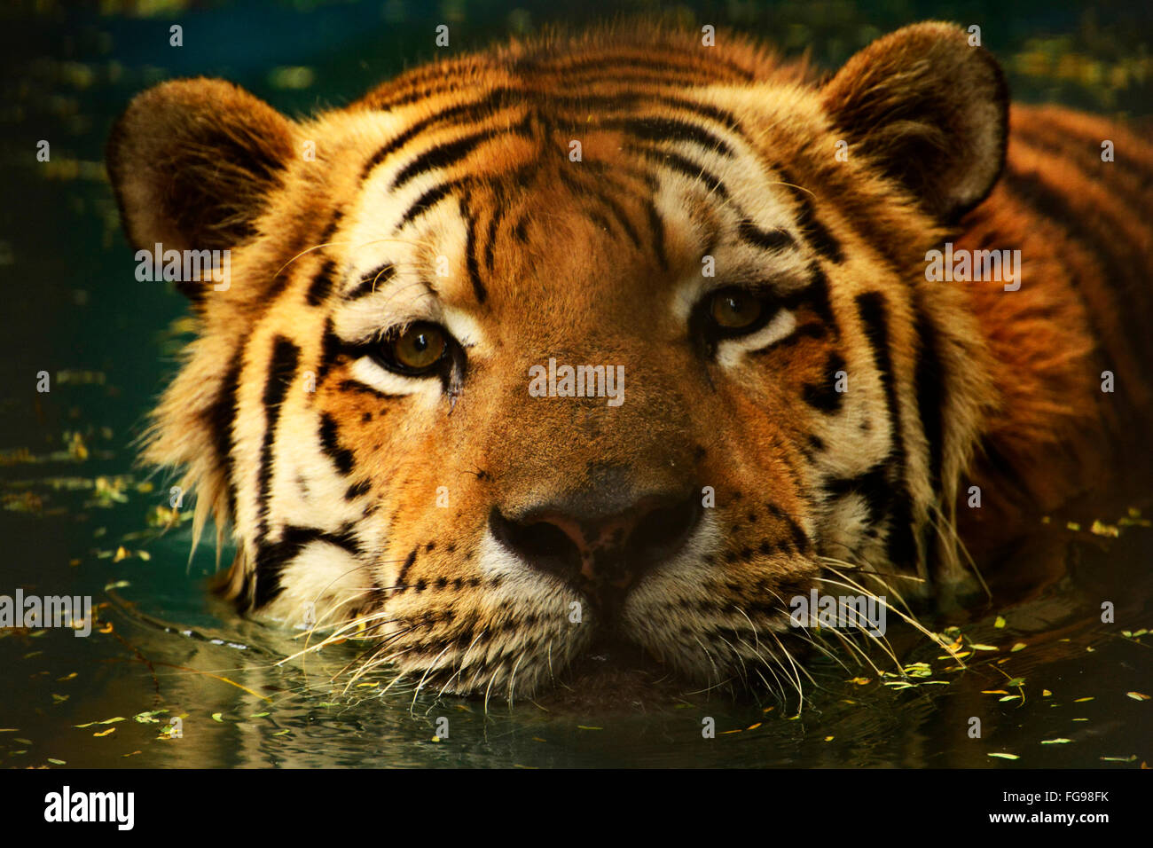 Tiger ist der weltweit größte Vertreter der Familie der Katzen Stockfoto