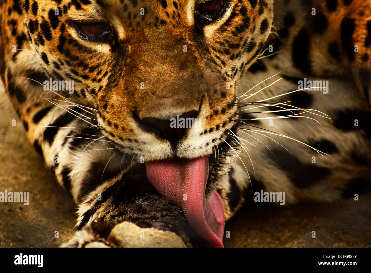 Jaguar (Panthera onca) ist der größte Vertreter der Katzenfamilie in Südamerika Stockfoto