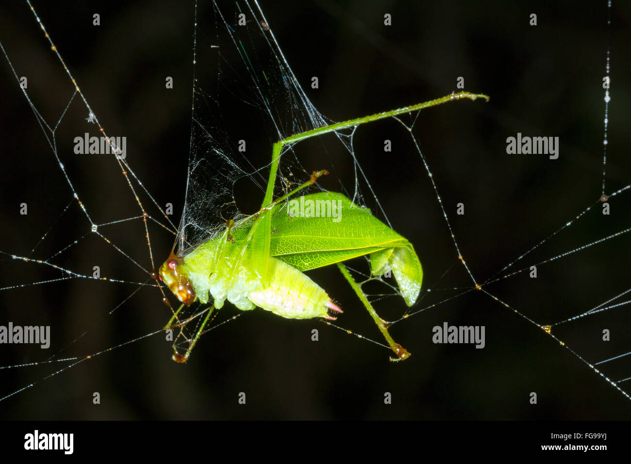 Grashuepfer gefangen in einem Spinnennetz im Regenwald Unterwuchs, Provinz Pastaza, Ecuador Stockfoto