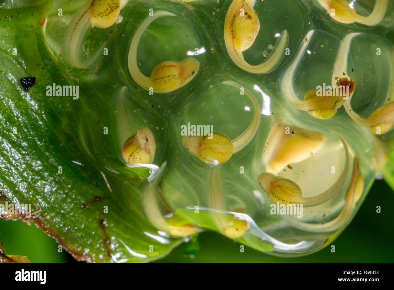 Frosch entwicklung -Fotos und -Bildmaterial in hoher Auflösung – Alamy
