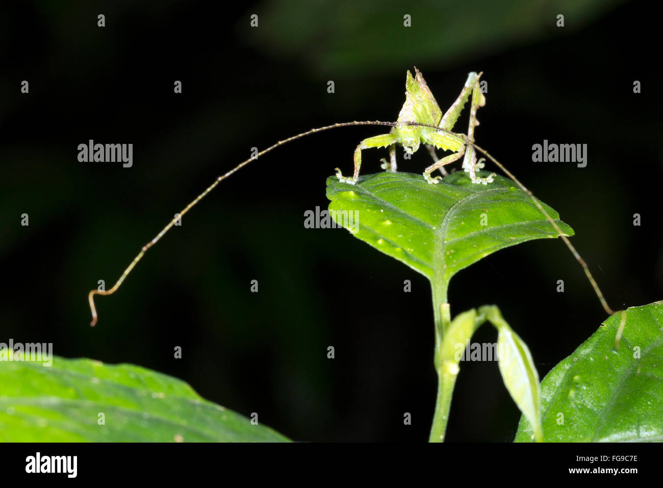Mimischen Grashuepfer Blatt mit sehr langen Antennen im Regenwald Unterwuchs, Provinz Pastaza, Ecuador Stockfoto