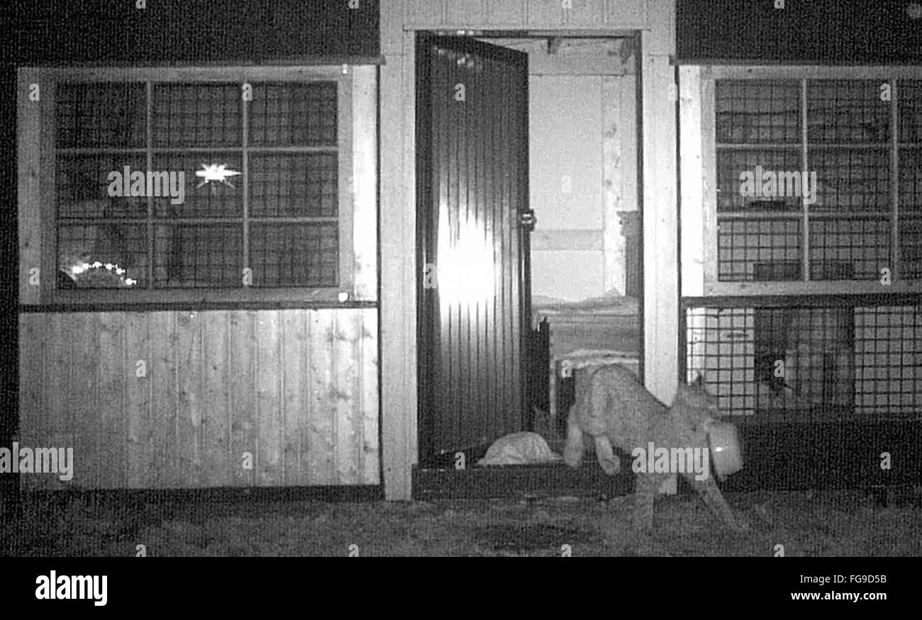 Druebeck, Deutschland. 18. Dezember 2015. Ein Luchs schleicht durch einen Garten mit einem Becher mit Essen in seinem Maul in Druebeck, Deutschland, 18. Dezember 2015. Der junge Luchs wurde gefangen Katzenfutter zu stehlen. Das Tier wurde von Mitarbeitern an das Harz-Luchs-Projekt mit eine Falle mit Wildfleisch erobert. Foto: KARIN STREVE/Dpa/Alamy Live News Stockfoto