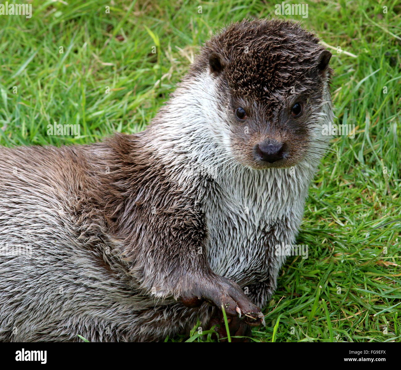 Nutria Europa Fotos Und Bildmaterial In Hoher Aufl sung Alamy nutria-europa-fotos-und-bildmaterial-in-hoher-aufl-sung-alamy
