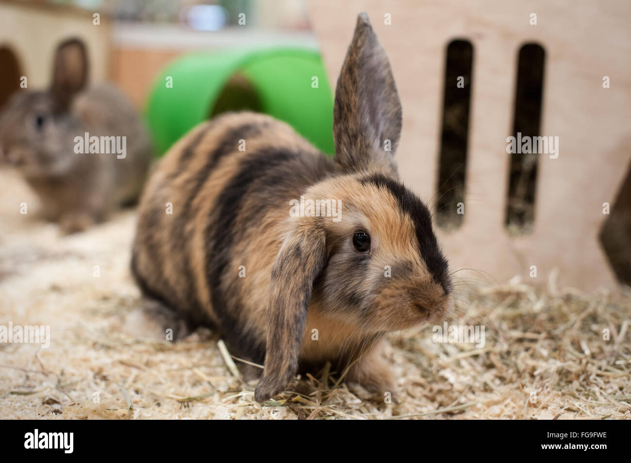 Gesunde Kaninchen in einem guten Umfeld leben Stockfoto