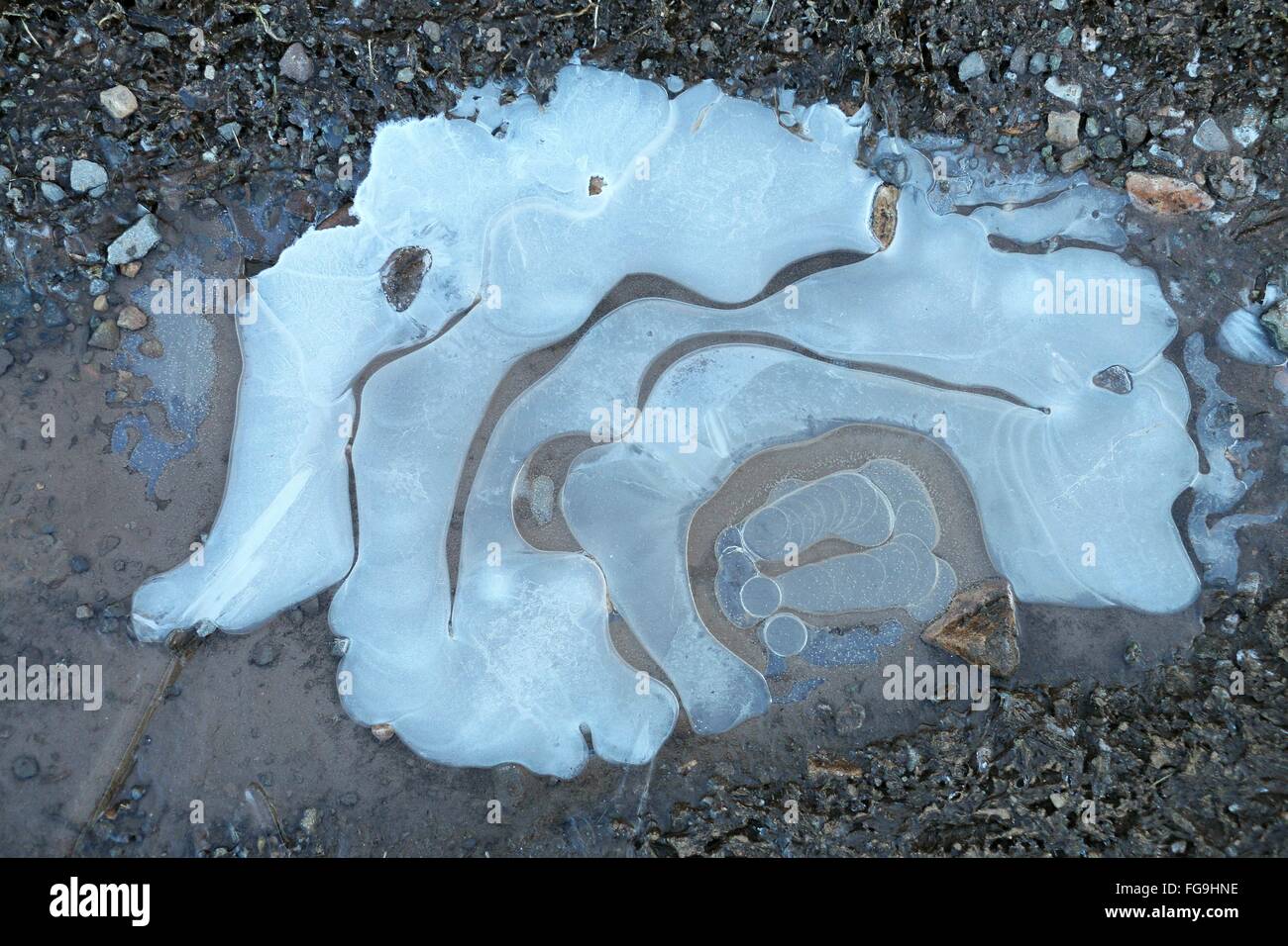 Pfütze Muster; Gefrorenen Eis bedeckt Pfütze auf steinigen Feldweg in Shropshire, England bilden ein Muster in die Oberfläche Eis. Stockfoto